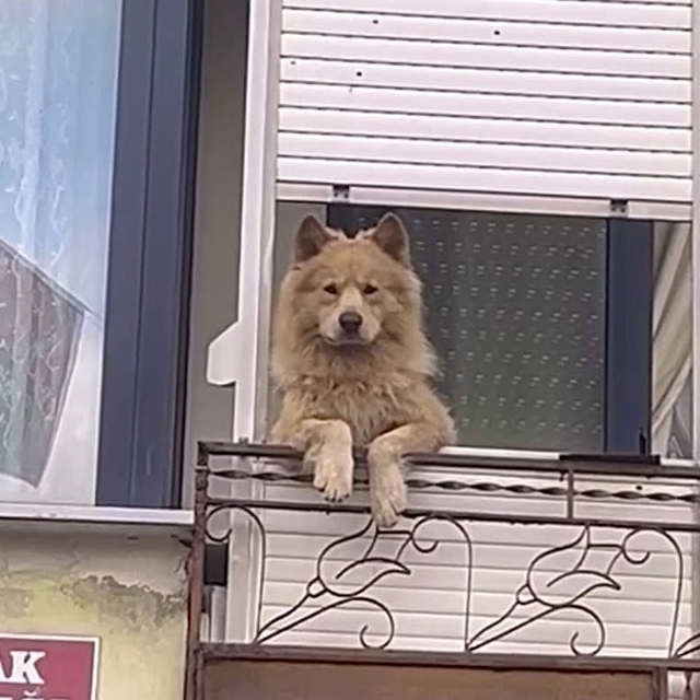Balkondaki sevimli köpek herkesi gülümsetiyor