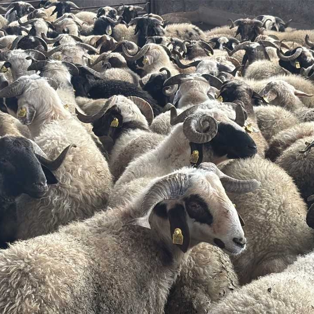 Şanlıurfa'da ramazan yardımları kapsamında 400 aileye küçükbaş desteği veri...
