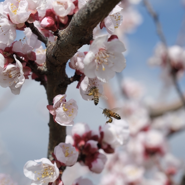 Mersin'de kayısı ağaçları çiçeklendi