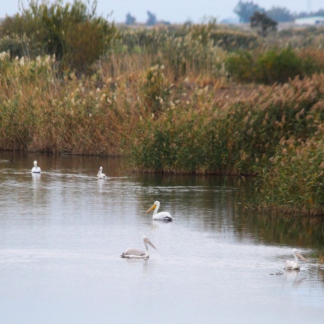 EKODOSD Başkanı Sürücü: "Söke Ovası antik dönemdeki deniz görünümüne döndü"
