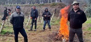 Üzüm bağlarında zorlu budak mesaisi