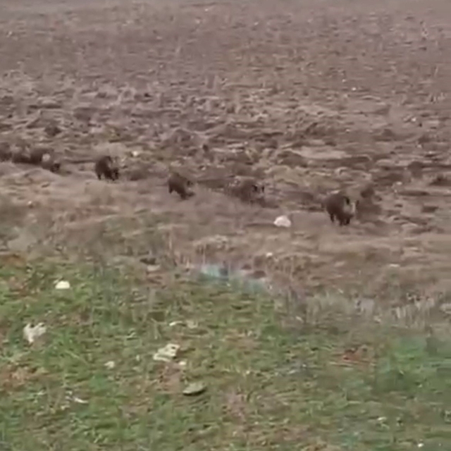 Siirt'te domuz sürüsü görüntülendi