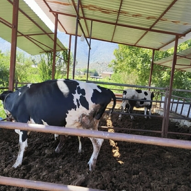 Muğla'da 11 mahalle şap hastalığı nedeniyle karantinaya alındı