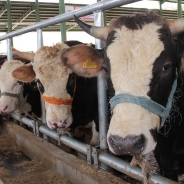 Muğla'da 11 mahalle karantinaya alındı