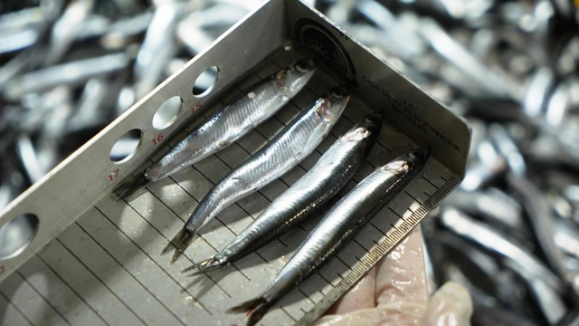 Avcılık denetimlerinde ceza yağdı: 2,6 milyon TL'yi aştı