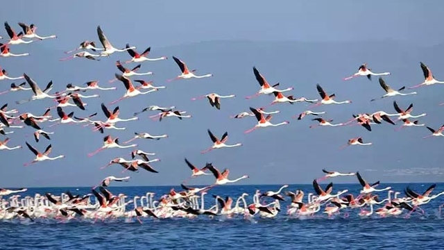 Flamingoların konaklandığı Van Gölü'nde geri çekilme ile birlikte adacıklar oluştu