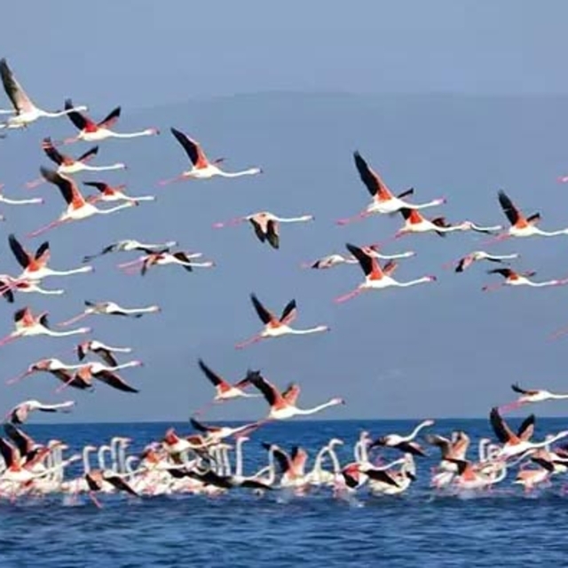 Flamingoların konaklandığı Van Gölü'nde geri çekilme ile birlikte adacıklar...