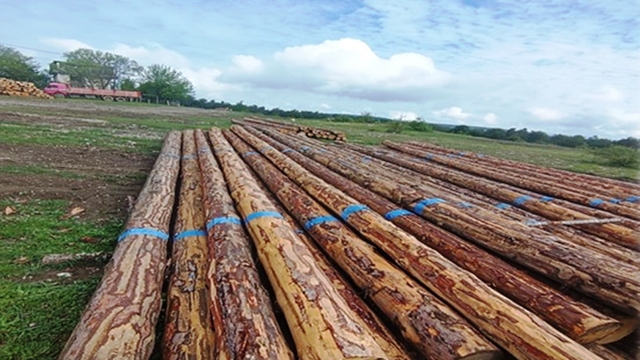 Samsun'da orman üretiminden 1,7 milyar TL katkı