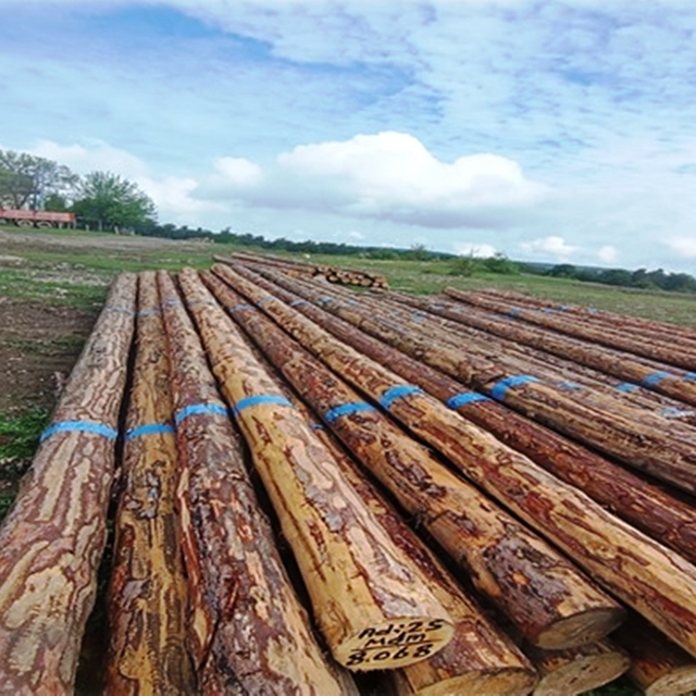 Samsun'da orman üretiminden 1,7 milyar TL katkı