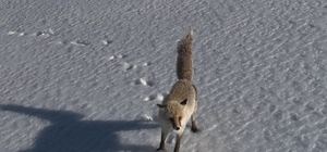 Adilcevaz'da tilkinin dron ile imtihanı