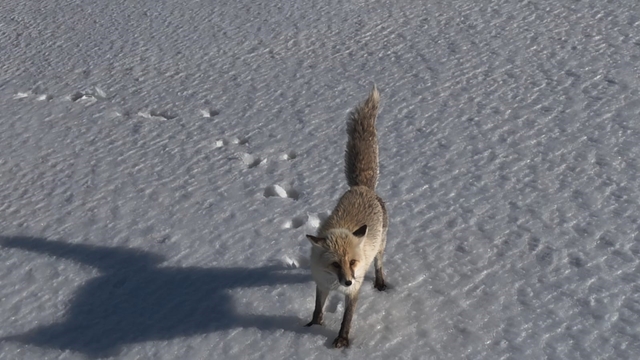 Adilcevaz'da tilkinin dron ile imtihanı