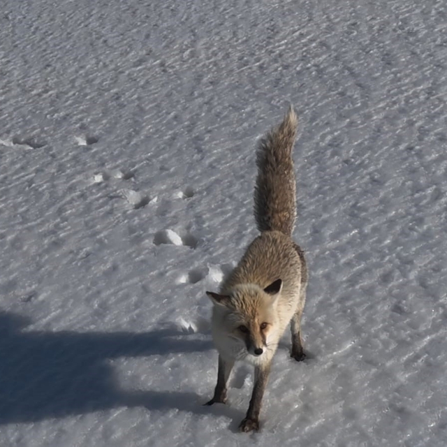 Adilcevaz'da tilkinin dron ile imtihanı