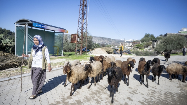 Mersin'de 360 yetiştiriciye 9 bin küçükbaş desteği