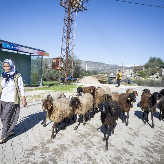 Mersin'de 360 yetiştiriciye 9 bin küçükbaş desteği