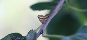 Doğu Karadeniz'de üçlü istilacı tür tarımı tehdit ediyor