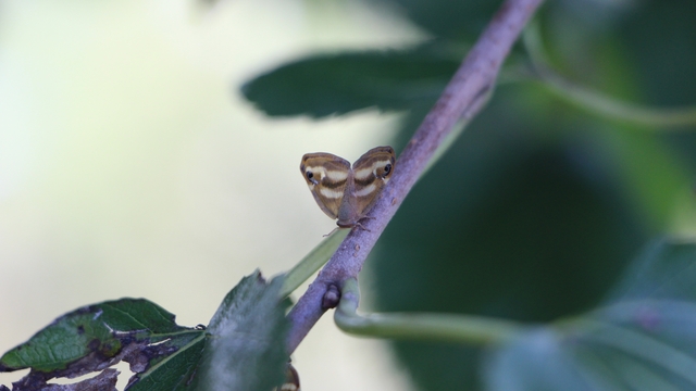 Doğu Karadeniz'de üçlü istilacı tür tarımı tehdit ediyor