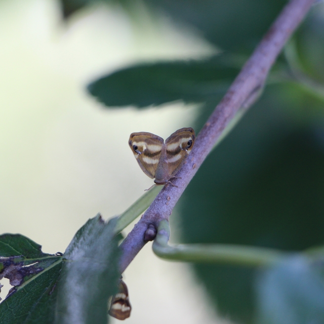 Doğu Karadeniz'de üçlü istilacı tür tarımı tehdit ediyor