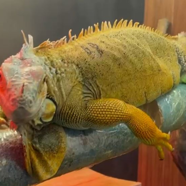 Kaçak yollarla getirilen egzotik hayvanlar muhafazaya alındı