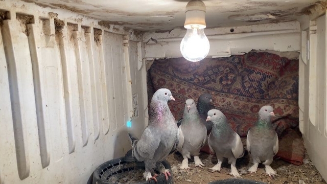 Ağrı'da dondurucu soğuğa rağmen 7 yıldır güvercin yetiştiriyorlar