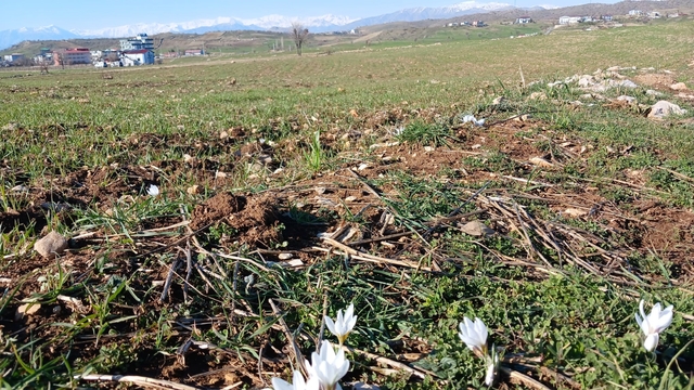 Kulp'ta baharın habercisi çiğdemler açtı