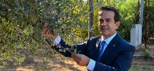 Antalya zeytinyağını markalaştıracak 30 öneri