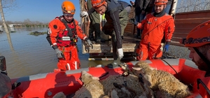Çiftliklerde mahsur kalan hayvanlar botla kurtarılıyor