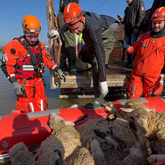 Çiftliklerde mahsur kalan hayvanlar botla kurtarılıyor