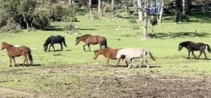 Bursa'da yılkı atlarının özgürlük gezisi