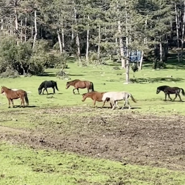 Bursa'da yılkı atlarının özgürlük gezisi