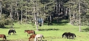 Yaylada gezen yılkı atları görüntülendi