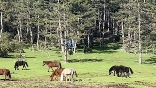 Yaylada gezen yılkı atları görüntülendi