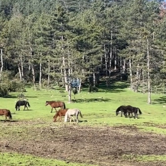 Yaylada gezen yılkı atları görüntülendi