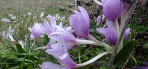 Bolu'da baharın müjdecisi çiğdemler çiçek açtı