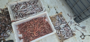 Balıkçılar karides, tekir ve istavritle limana döndü