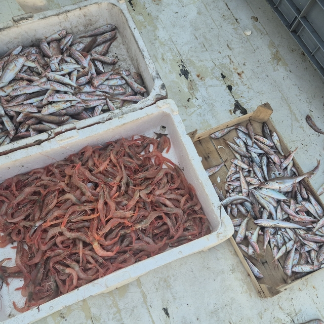 Balıkçılar karides, tekir ve istavritle limana döndü