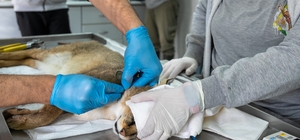 Ağır yaralı bulunan saz kedisi, sağlıklı şekilde doğaya salındı