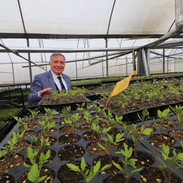 Honaz'da 8 Mart'a özel 8 bin çiçek kadınlara dağıtılacak