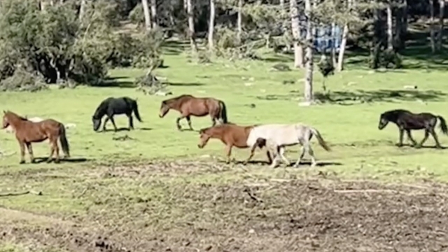 Bursa'da yılkı atlarının özgürlük gezisi