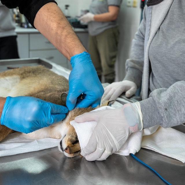 Ağır yaralı bulunan saz kedisi, sağlıklı şekilde doğaya salındı