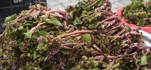 Sinop'ta şifa kaynağı zılbıt pazara indi