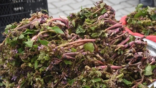 Sinop'ta şifa kaynağı zılbıt pazara indi