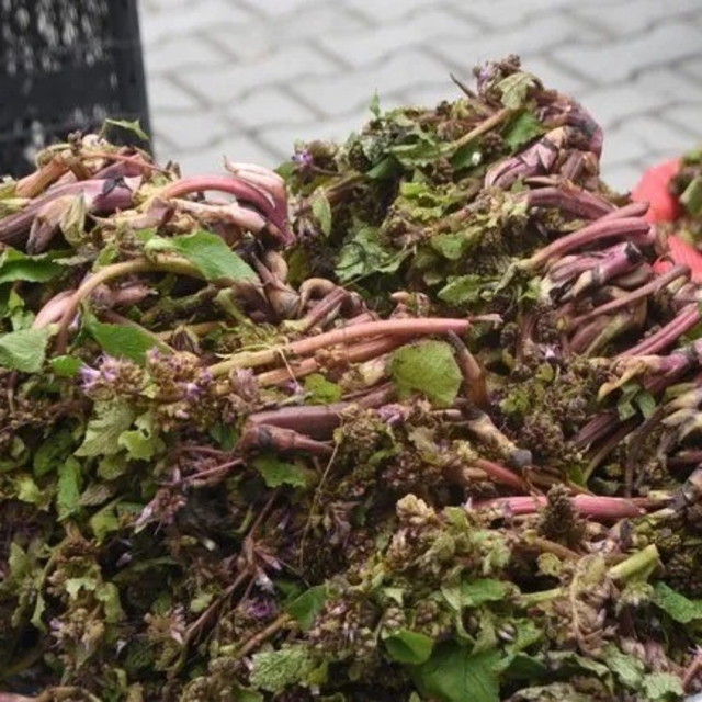 Sinop'ta şifa kaynağı zılbıt pazara indi