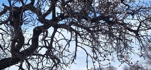 Ergani'de badem ağaçları erken çiçek açtı