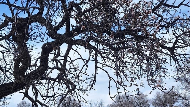 Ergani'de badem ağaçları erken çiçek açtı