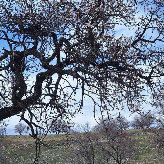 Ergani'de badem ağaçları erken çiçek açtı