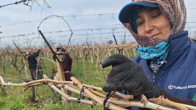 Sarıgöl Ovası'ndaki bağlarda hummalı çalışma