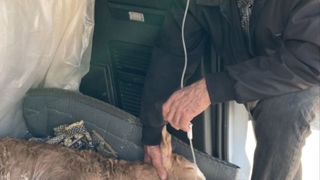 Buzağısının serumu bitene kadar başından ayrılmadı, uzun hava okudu