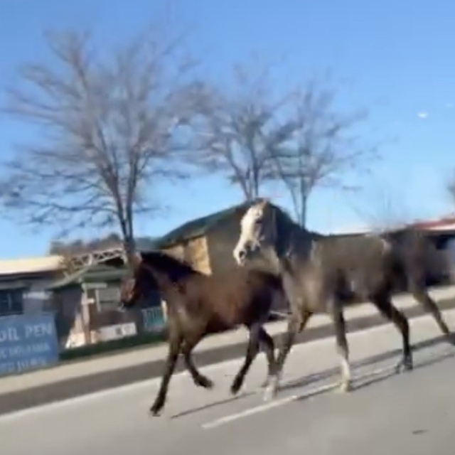Çorum'da başıboş atlar trafiği tehlikeye attı: O anlar kamerada