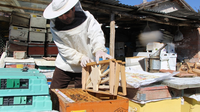 Bu seçimde kazananı 'arılar' belirleyecek Petekleri partilerin amblemiyle şekillendirip arılar arasında yarış başlattı