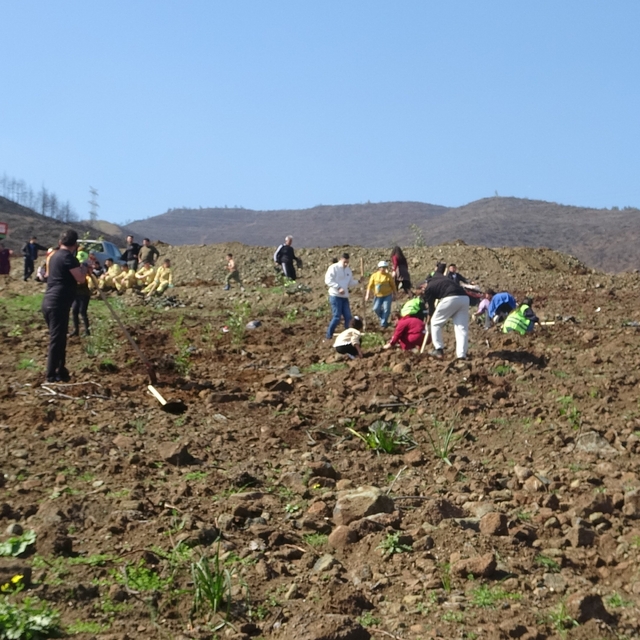 Hatay'da orman yangınından zarar gören alanlarda 5 bin fidan toprakla buluş...